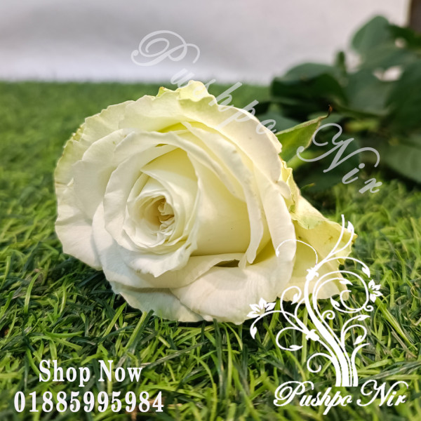 Imported White Rose